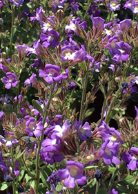 Chaenorhinum origanifolium 'Summer Skies'